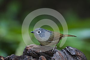 DavidÃ¢â¬â¢s Fulvetta